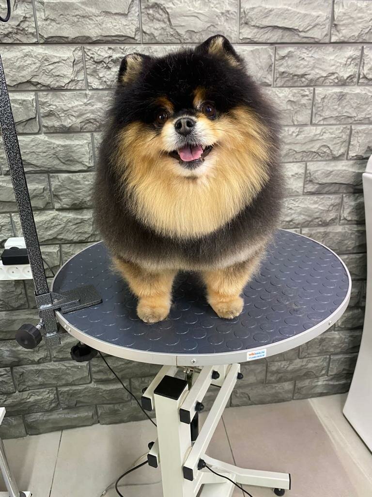 Oh my dog первомайская ул 108а фото