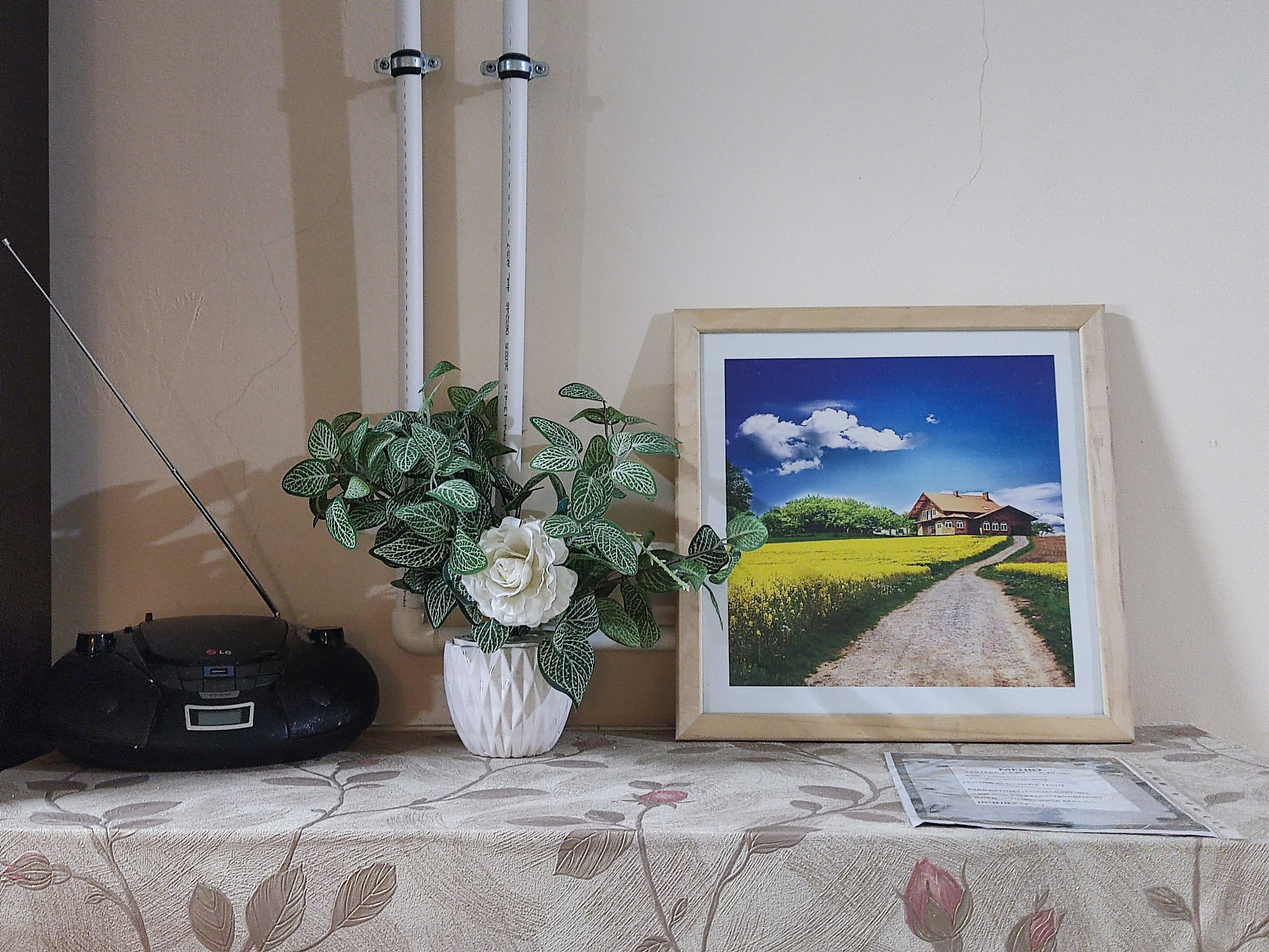 Фото Абрикос