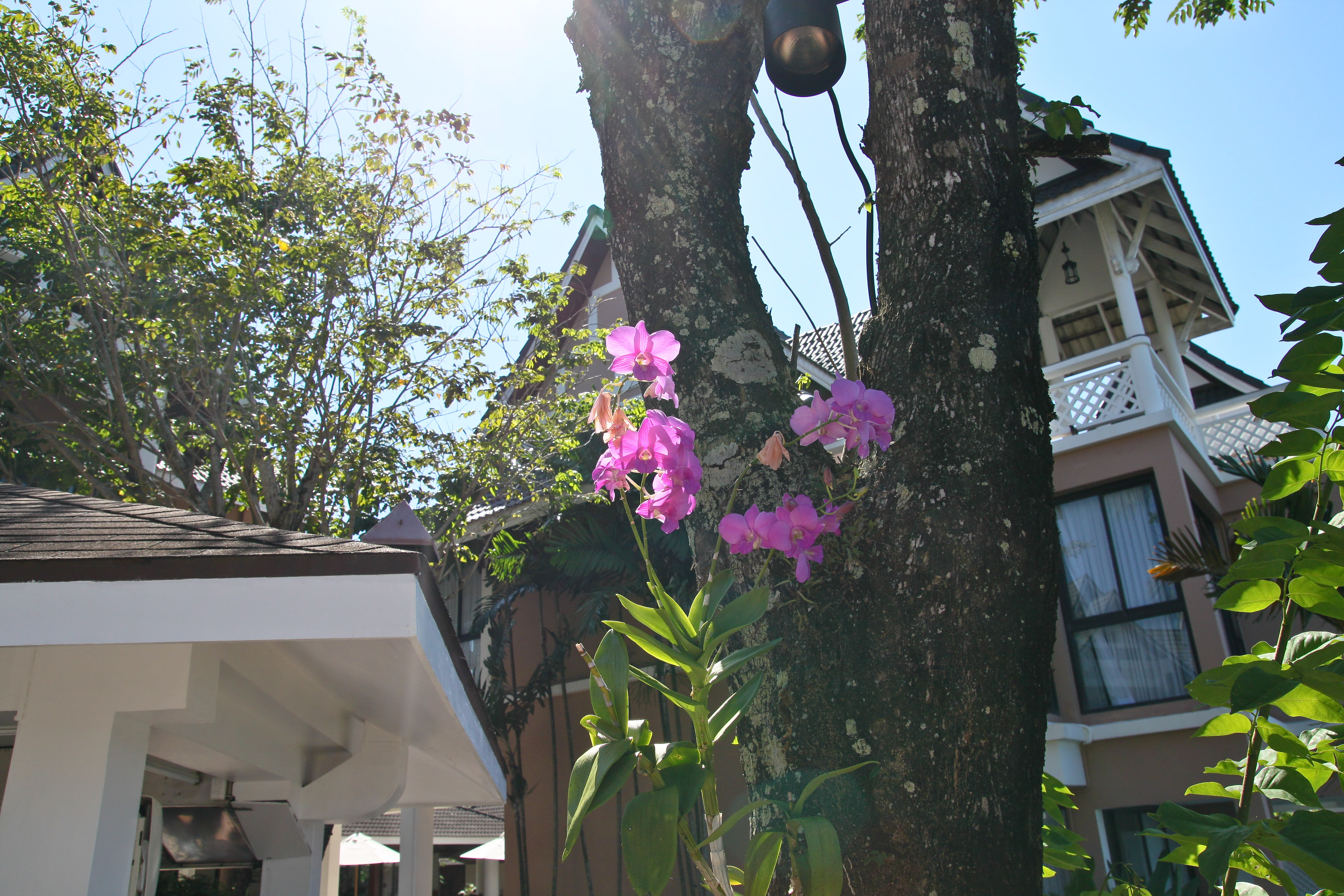 Фото Allamanda Laguna Phuket by Resava