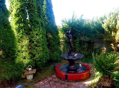 Фото Олеандр