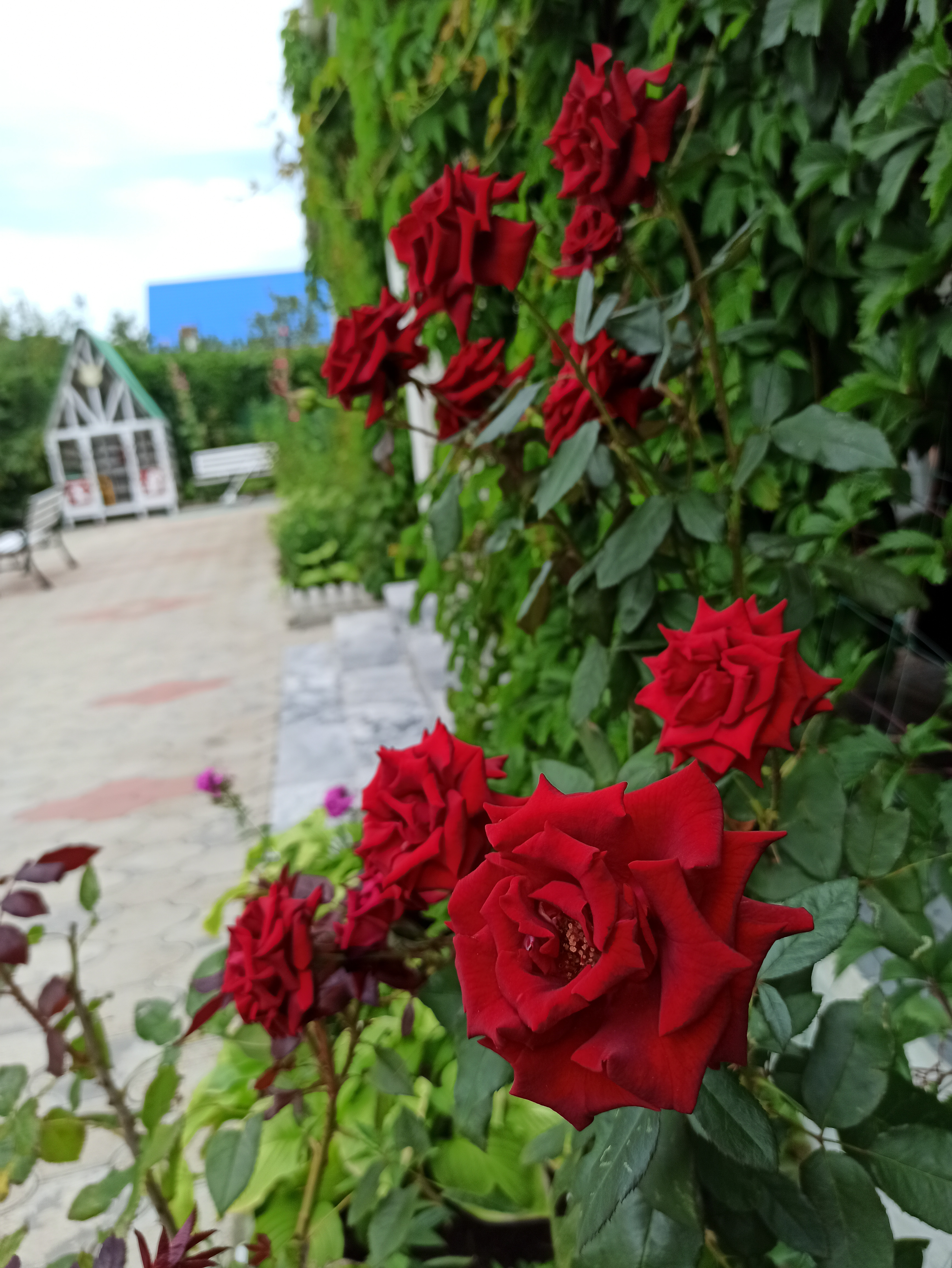 Фото Парадиз