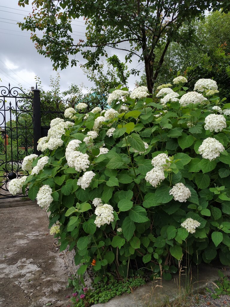 Garden center Растения Зкс, Gubkin, photo