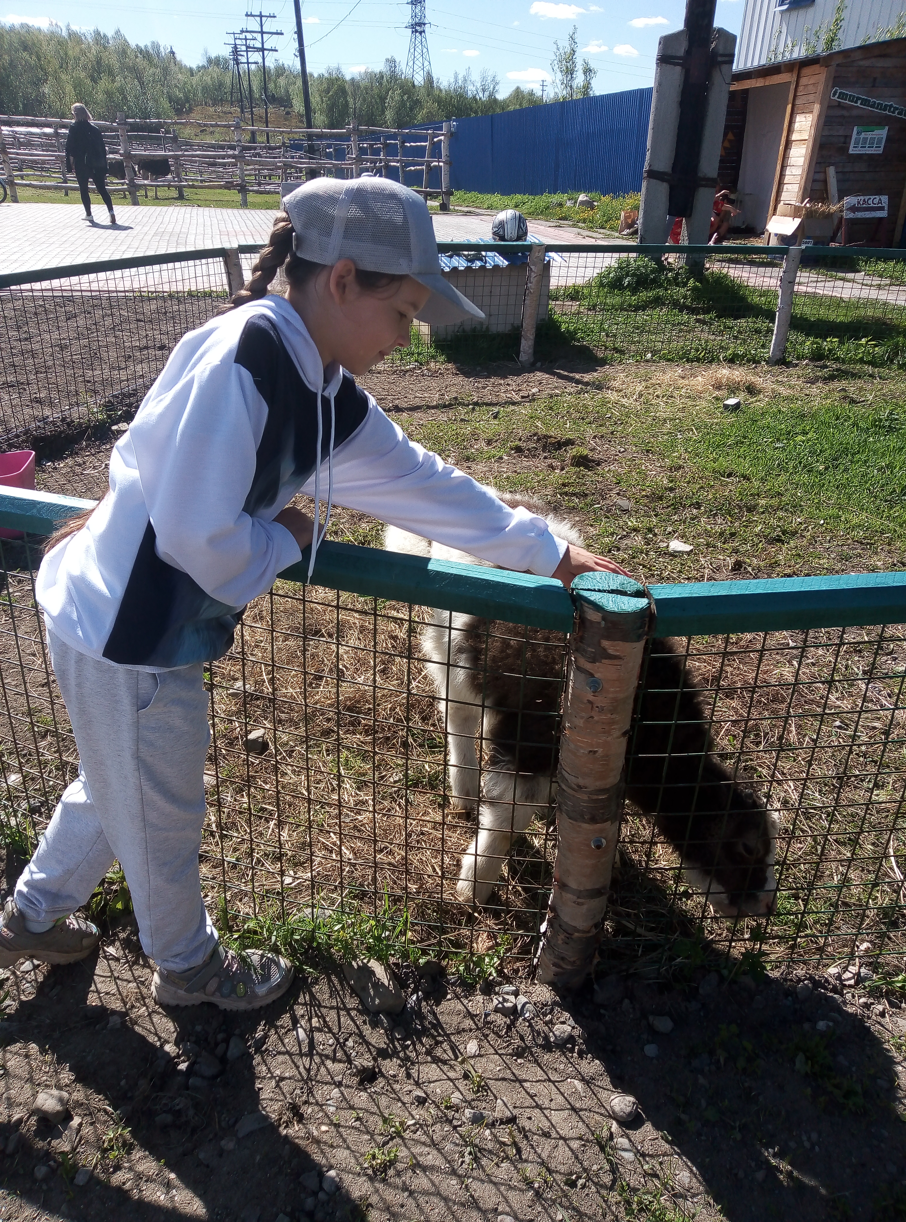 Фото Мурманская страусиная ферма