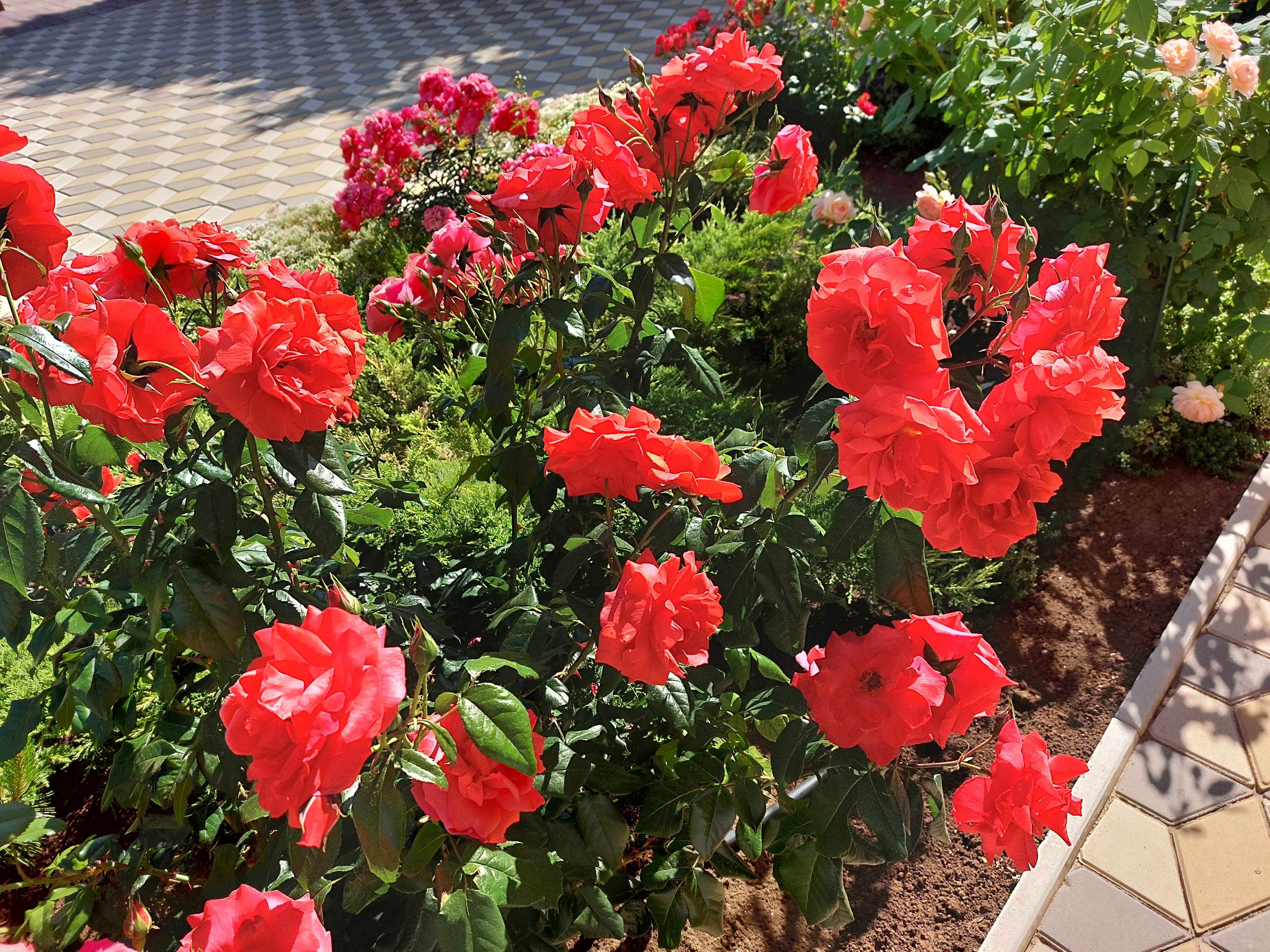 Фото Аквилон