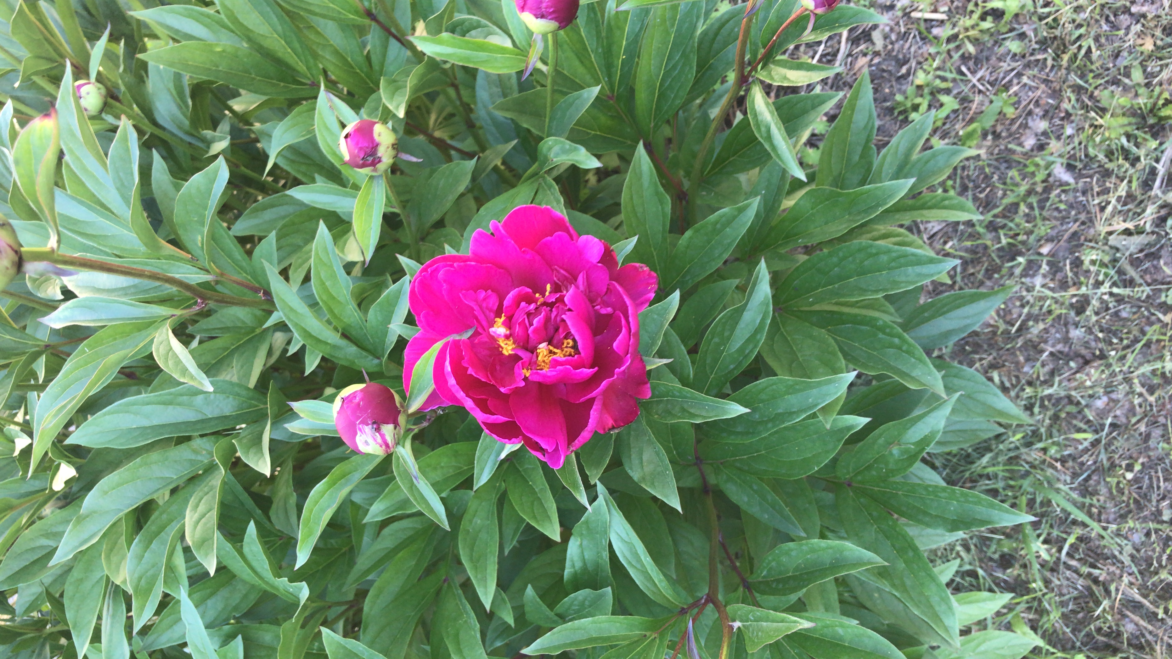 Фото Сосновый Бор