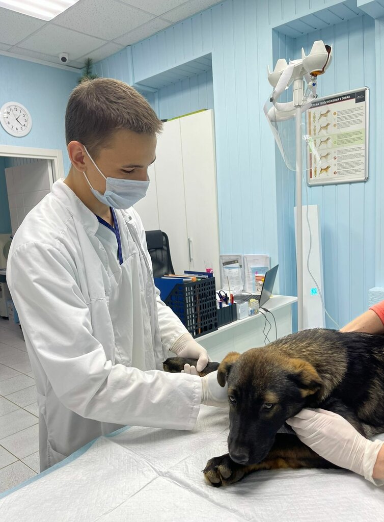 Ветеринарная клиника ВетЛана, Волжский, фото
