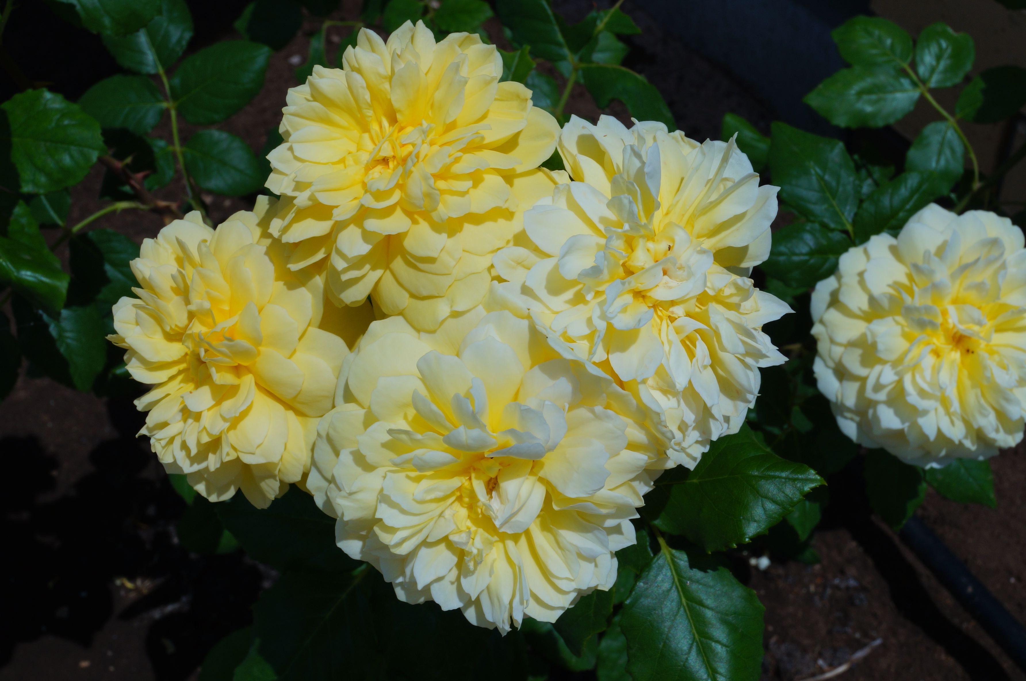 Фото Семицветик