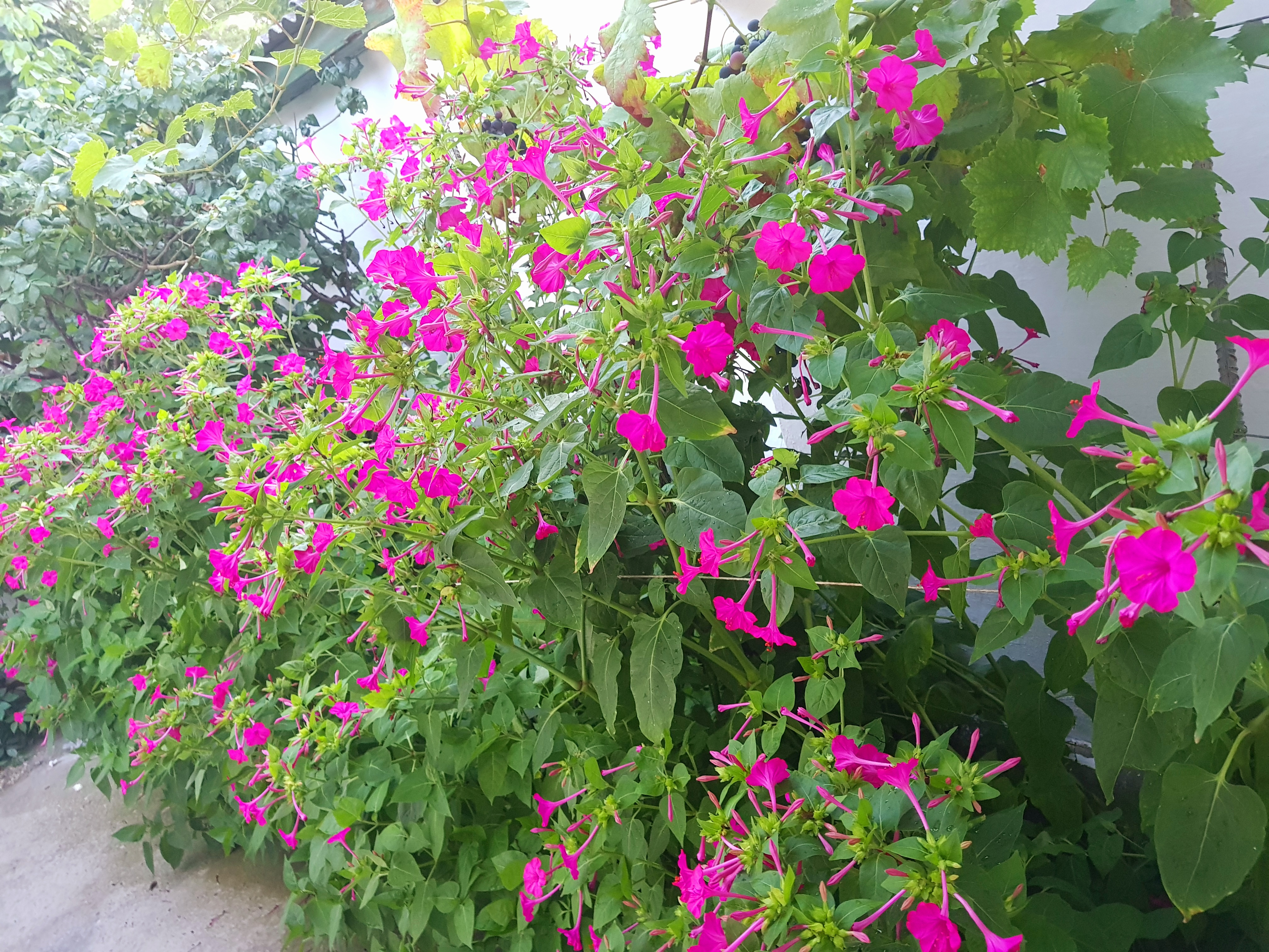 Фото Анахата