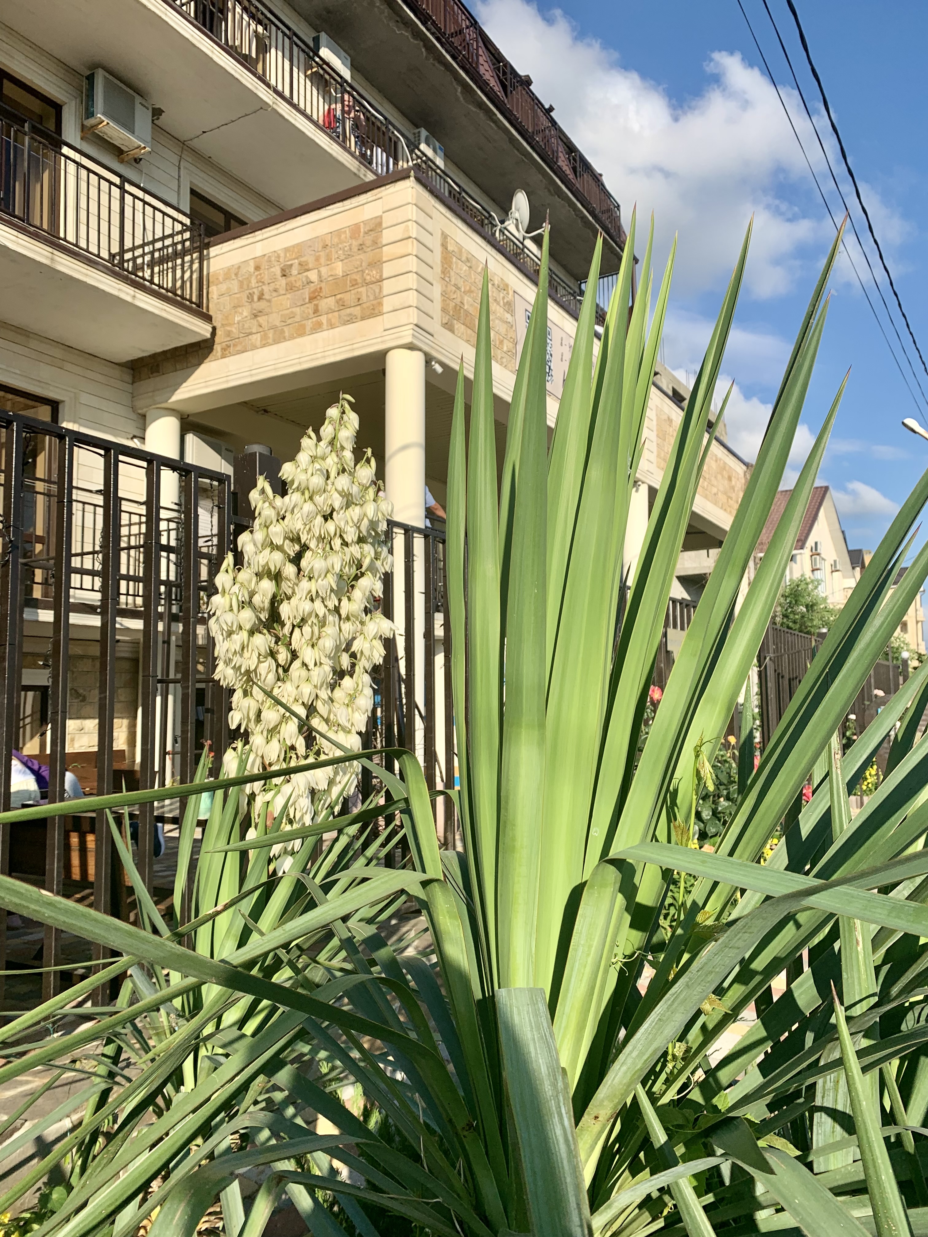 Фото Кассис