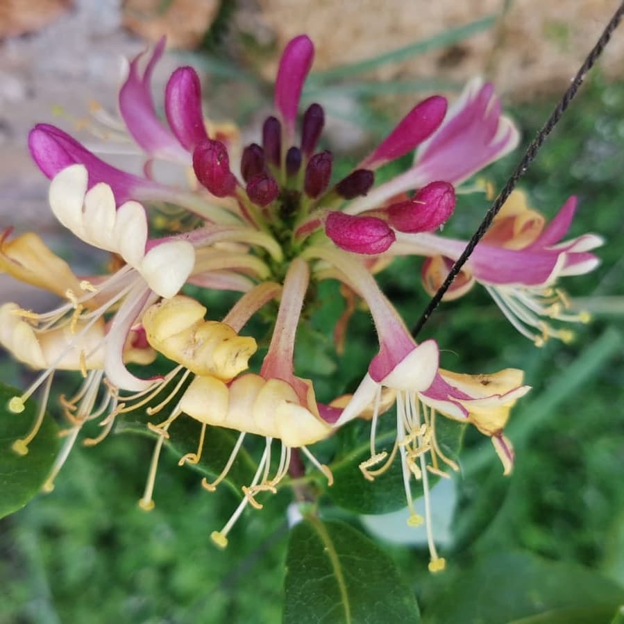 Фото Лонисера