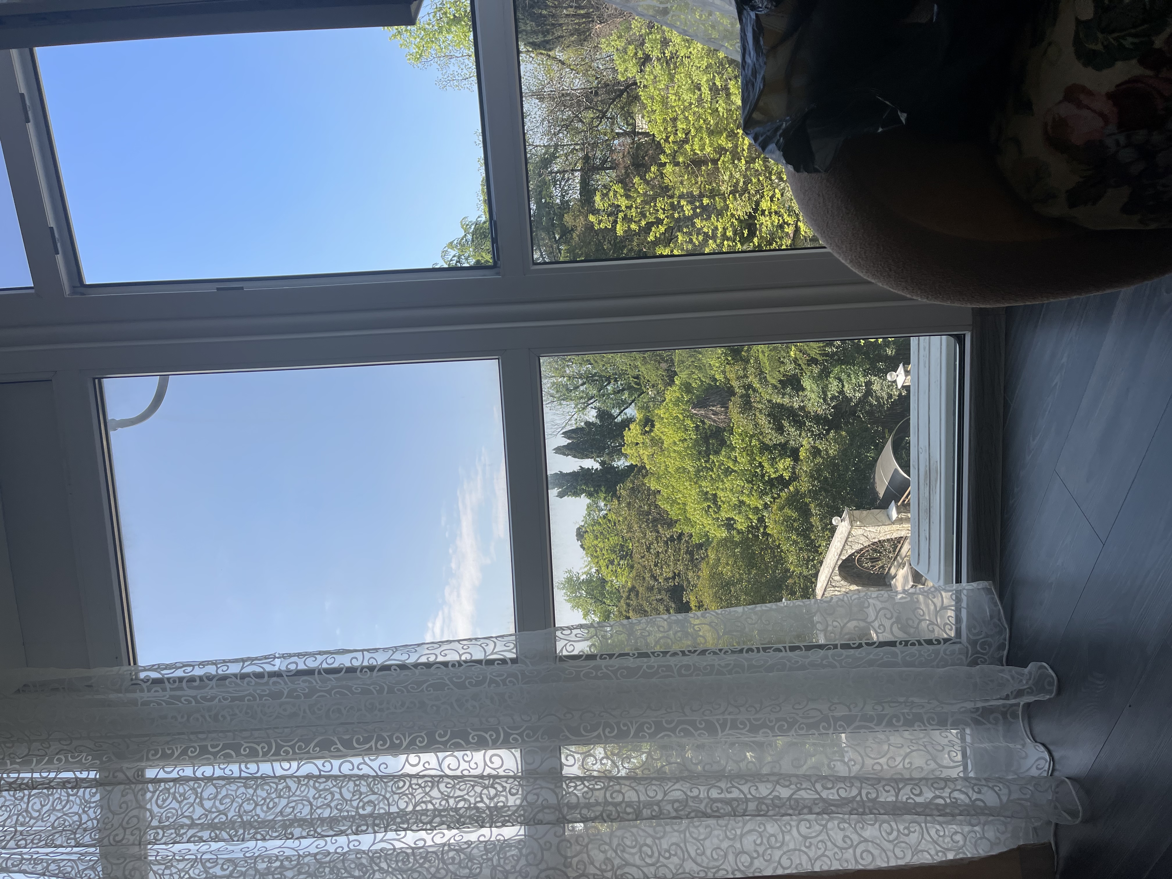 Фото Золотая пальма