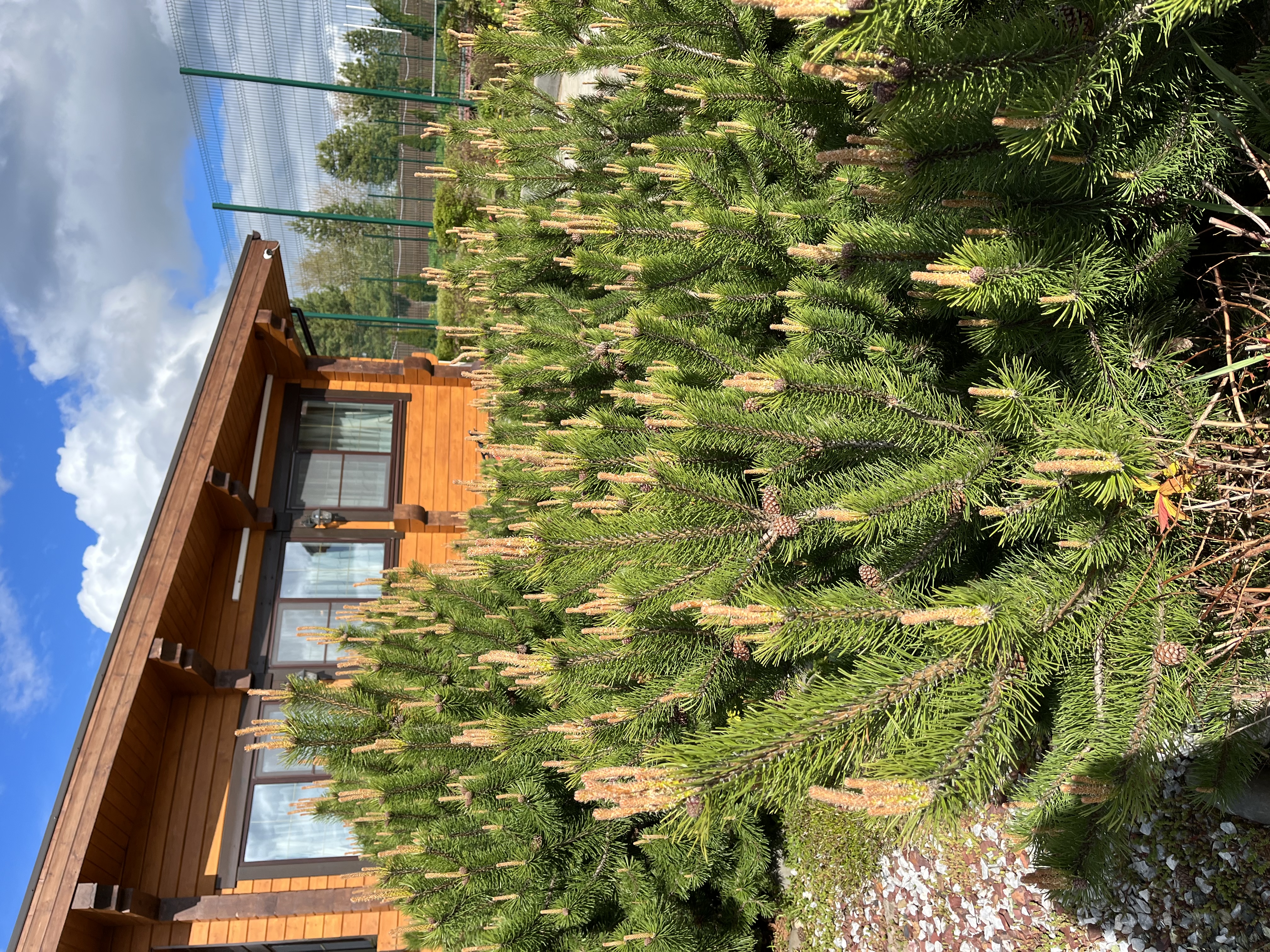 Фото Эко-отель Руза Фэмили парк