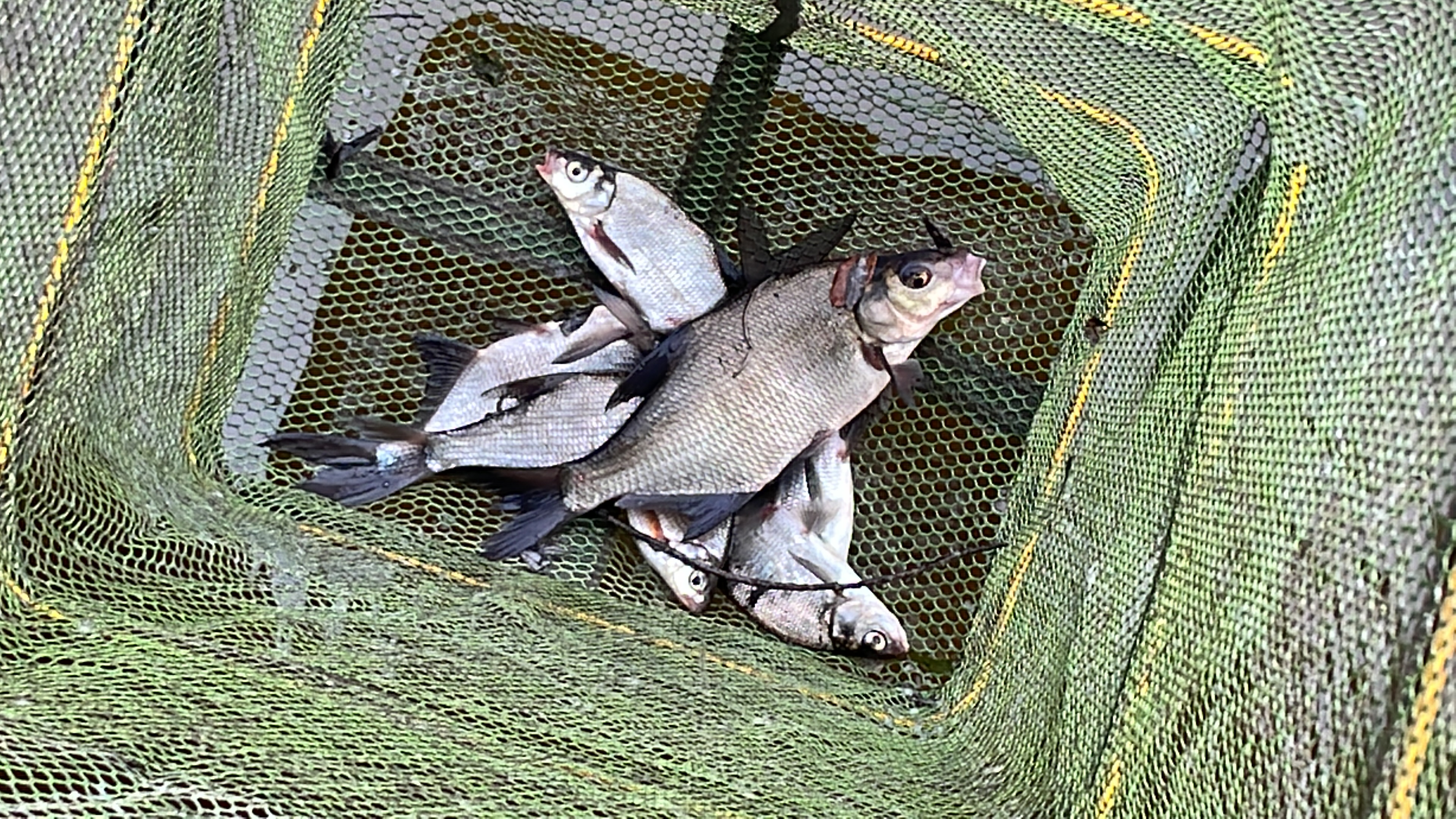 Фото Селигерский бережок