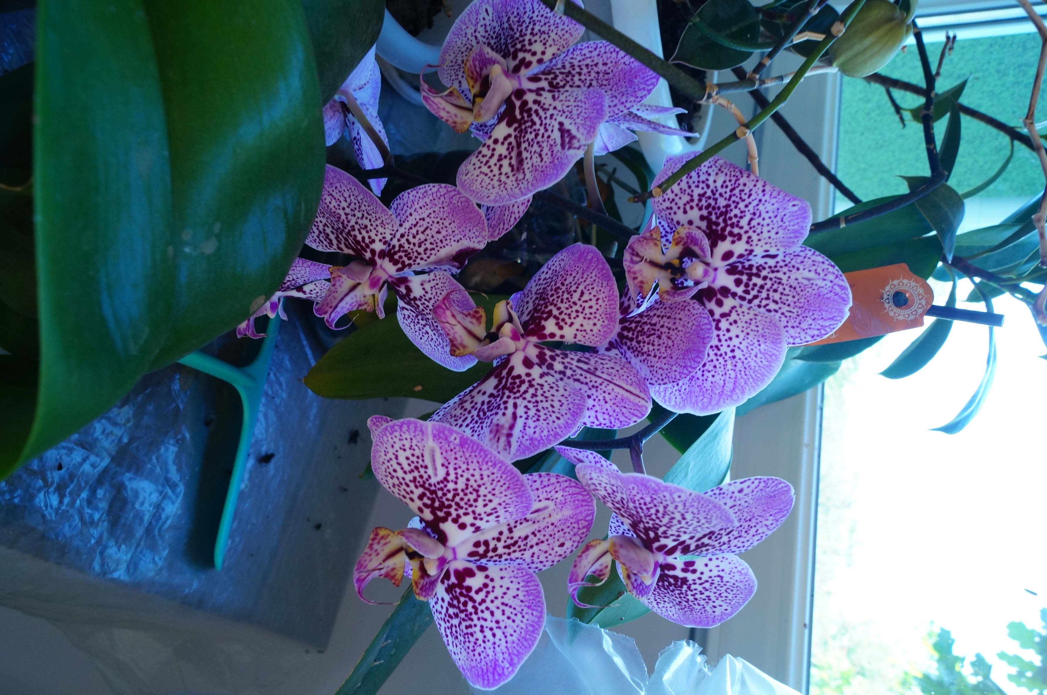 Фото Семицветик