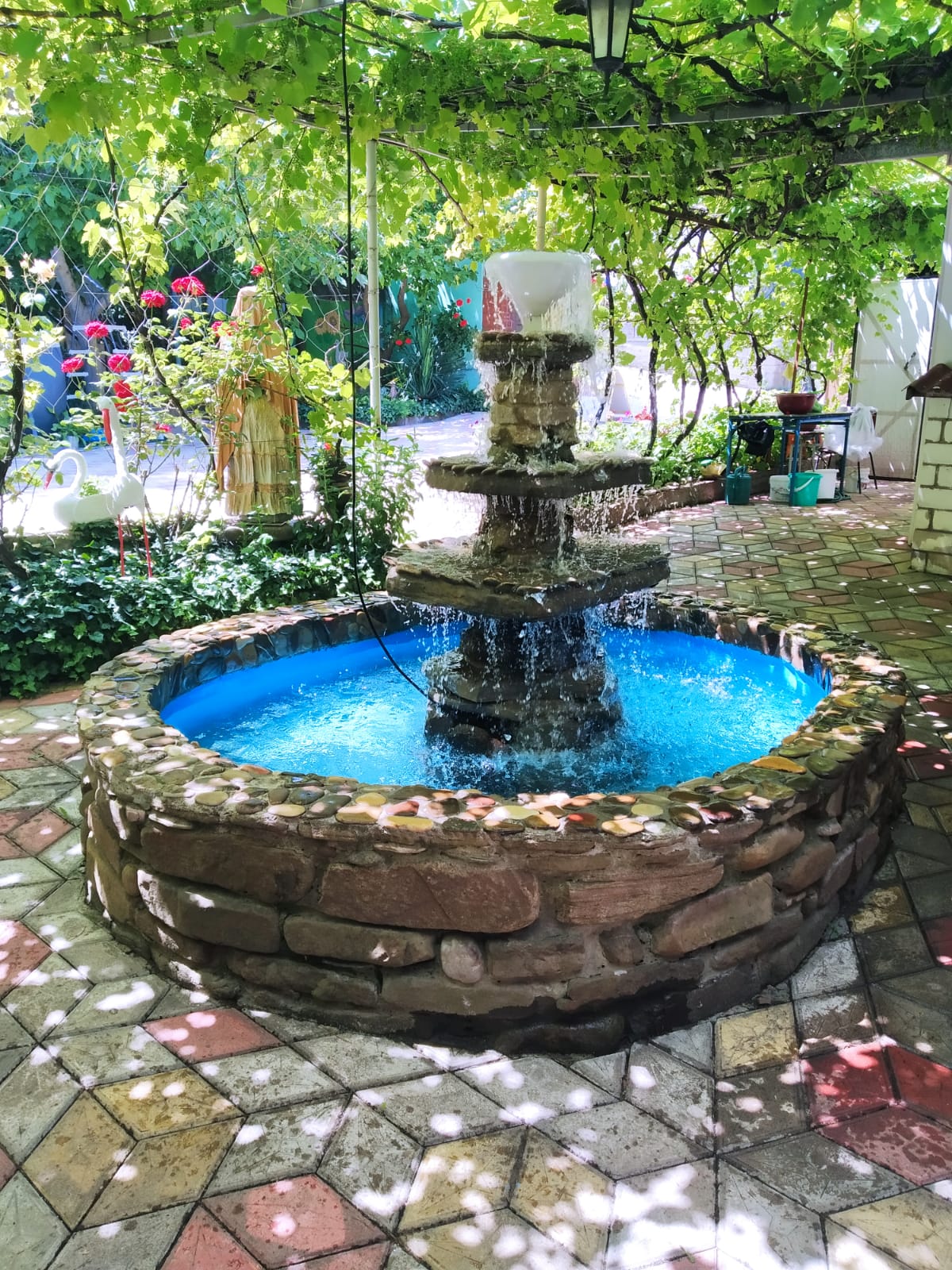 Фото Черноморская лоза