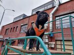 Ok'Vi Land kennel (Narodnogo Opolcheniya Avenue, 1), vivero de animales