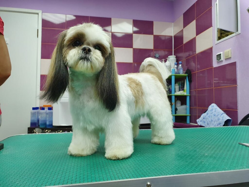 عيادة بيطرية Mks Vet ، موسكو، صورة