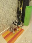 Zoosalon (Amet-khan Sultana Street, 1), pet salon