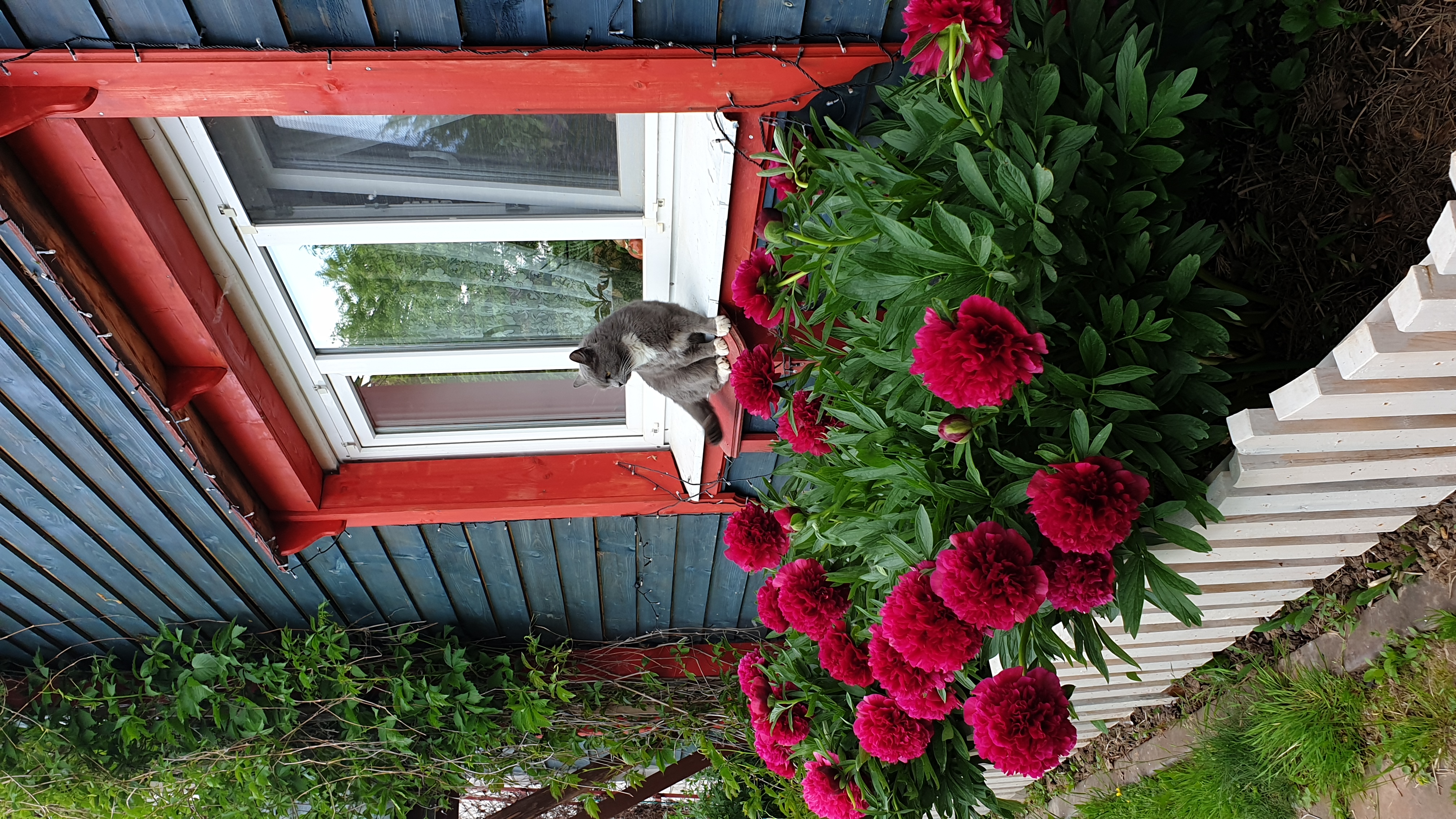 Фото Лосиный тупичок