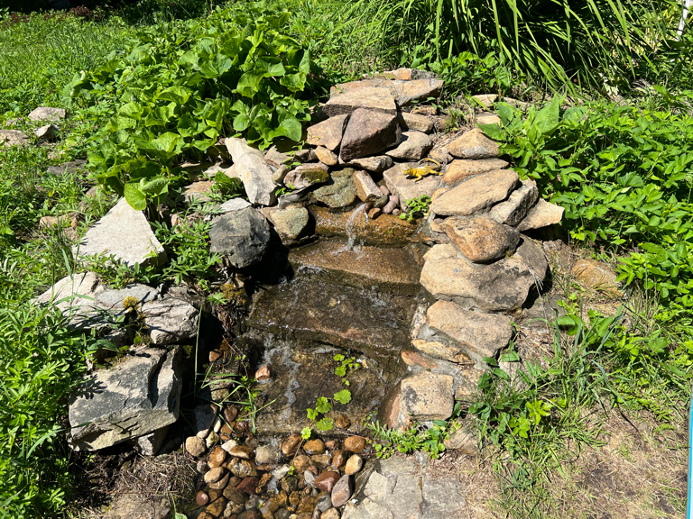 Фото Светлячок