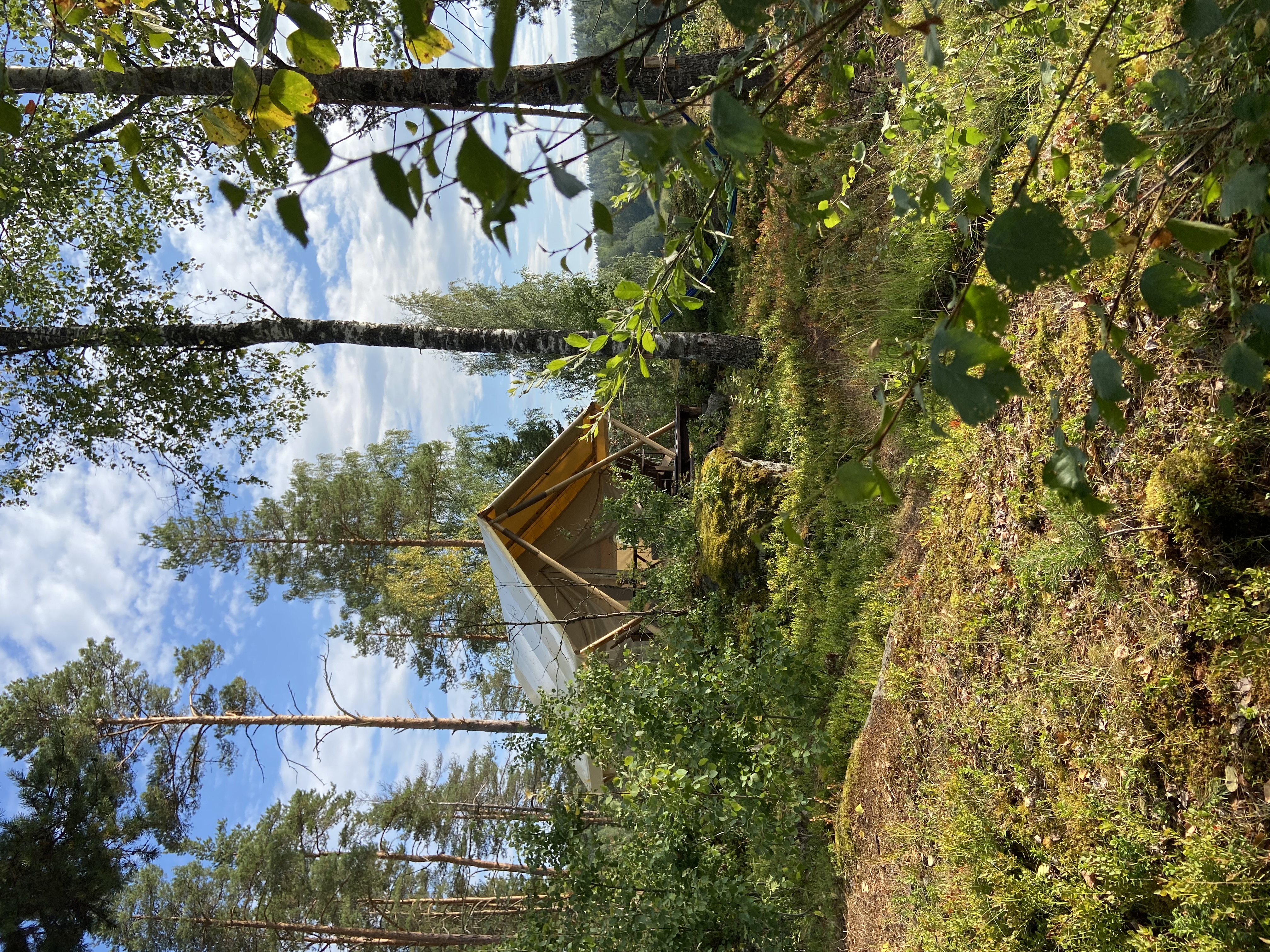 Фото Смородина