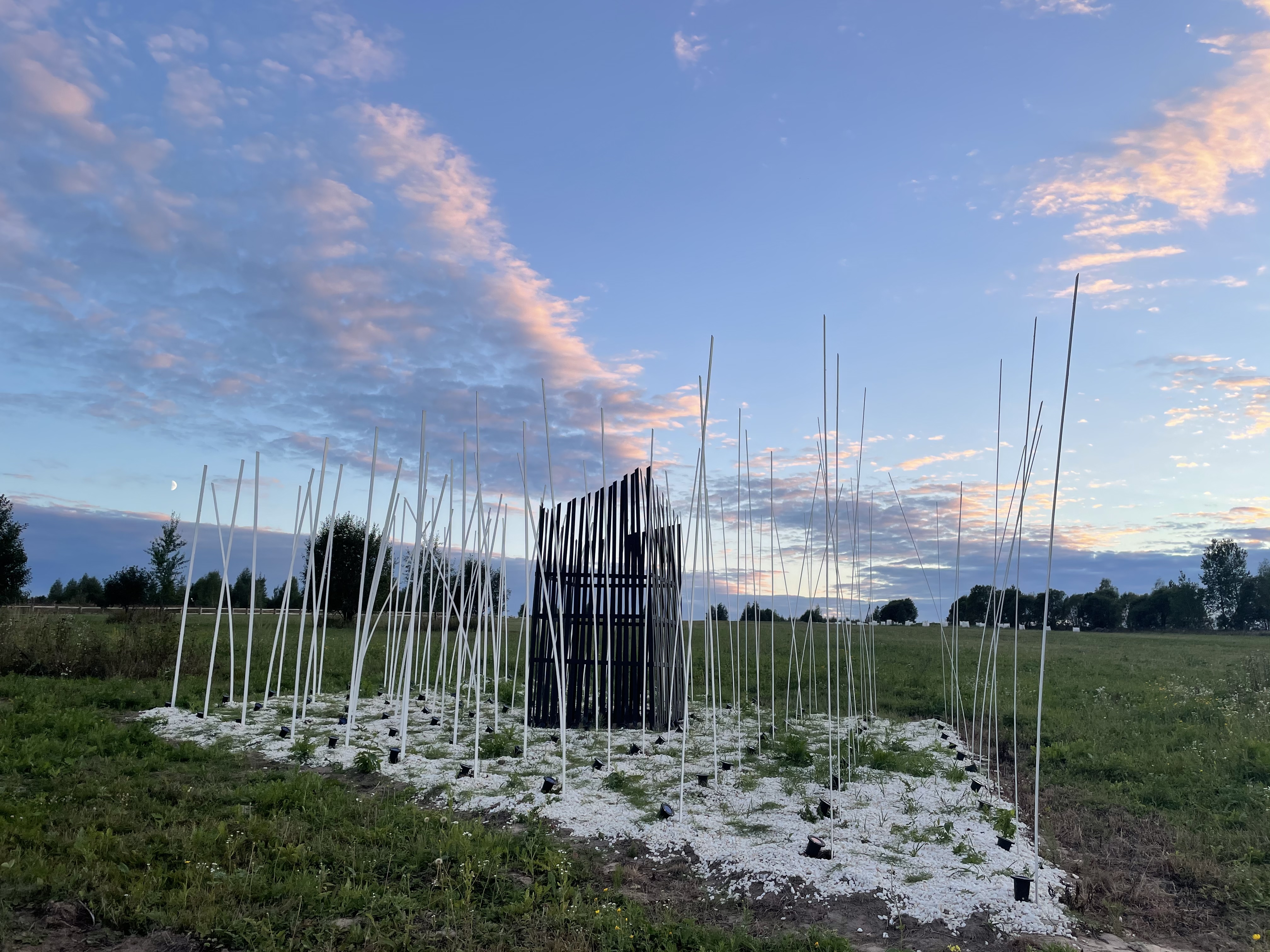 Фото Лаванда