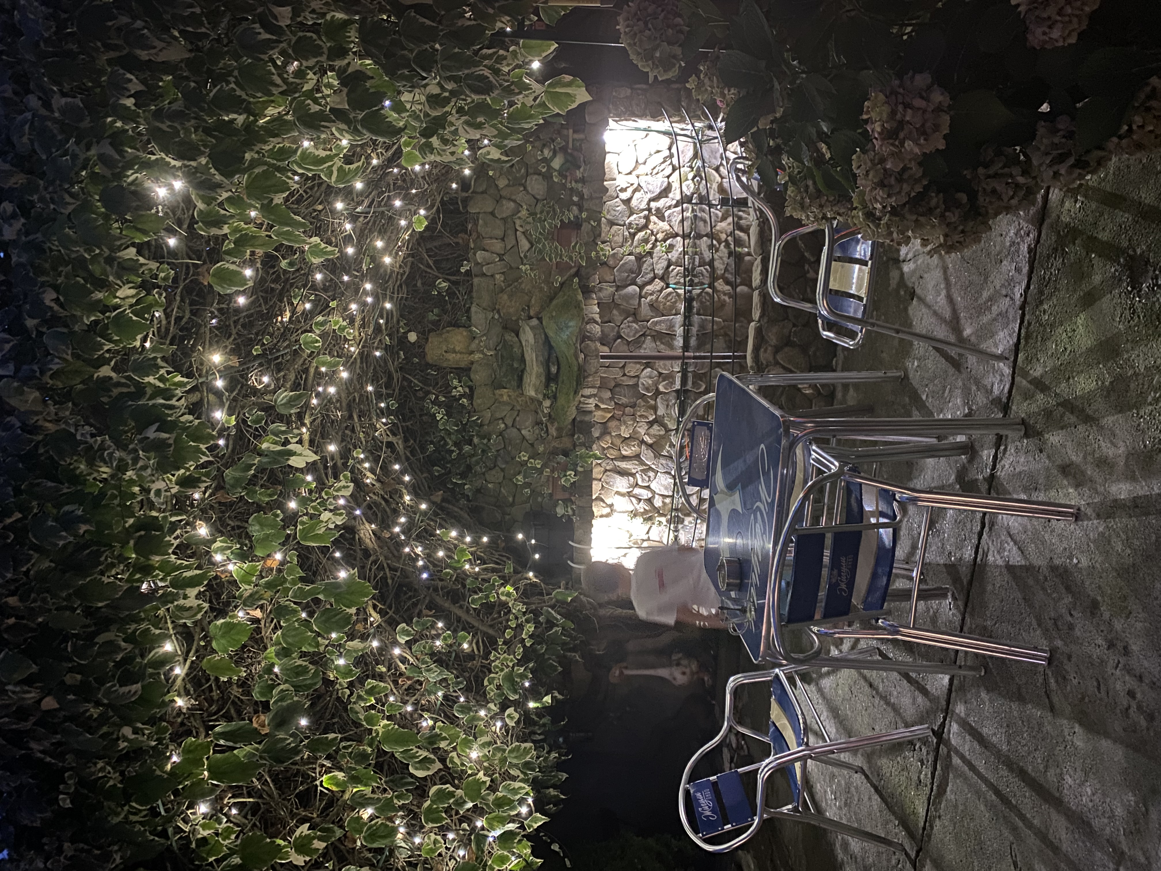 Фото Пальма