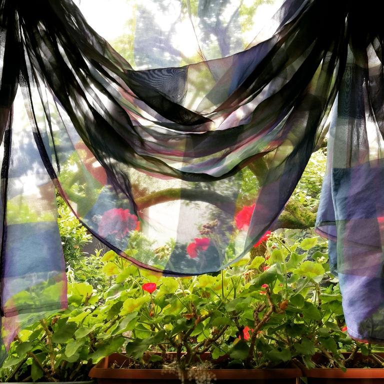 Фото Fiore di Zucca