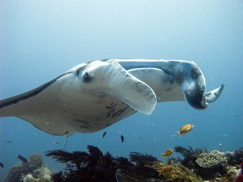 Гостиница Blue Marlin Komodo