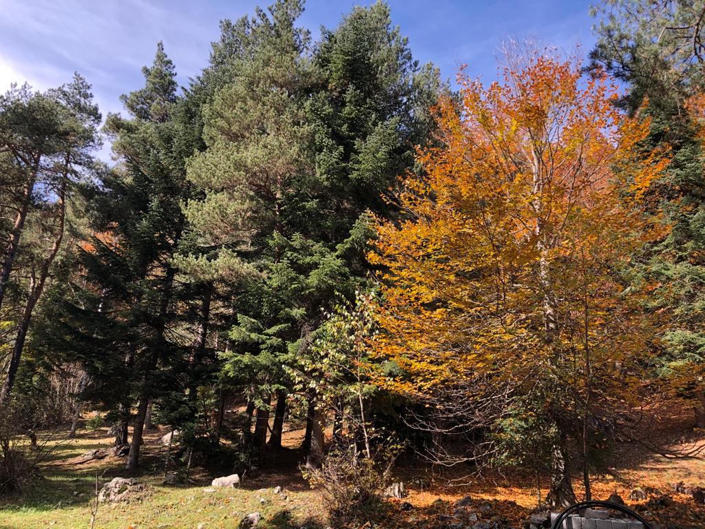 Фото King House Arkhyz