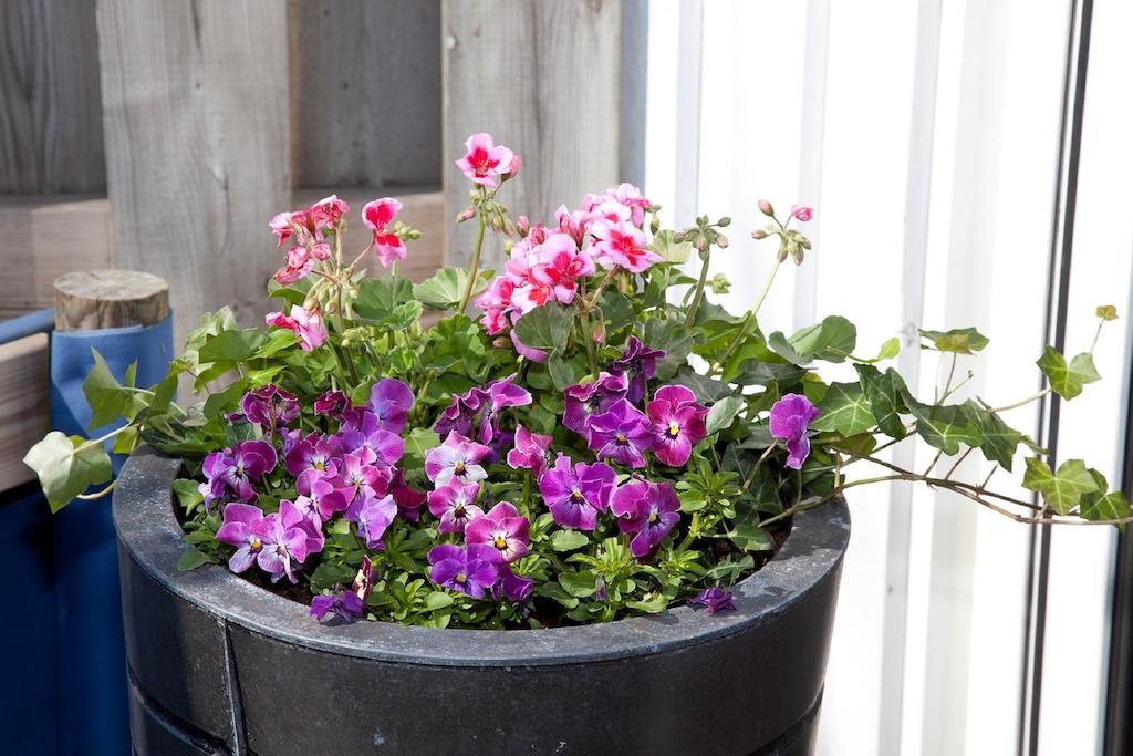 Фото Rasta Falkoping