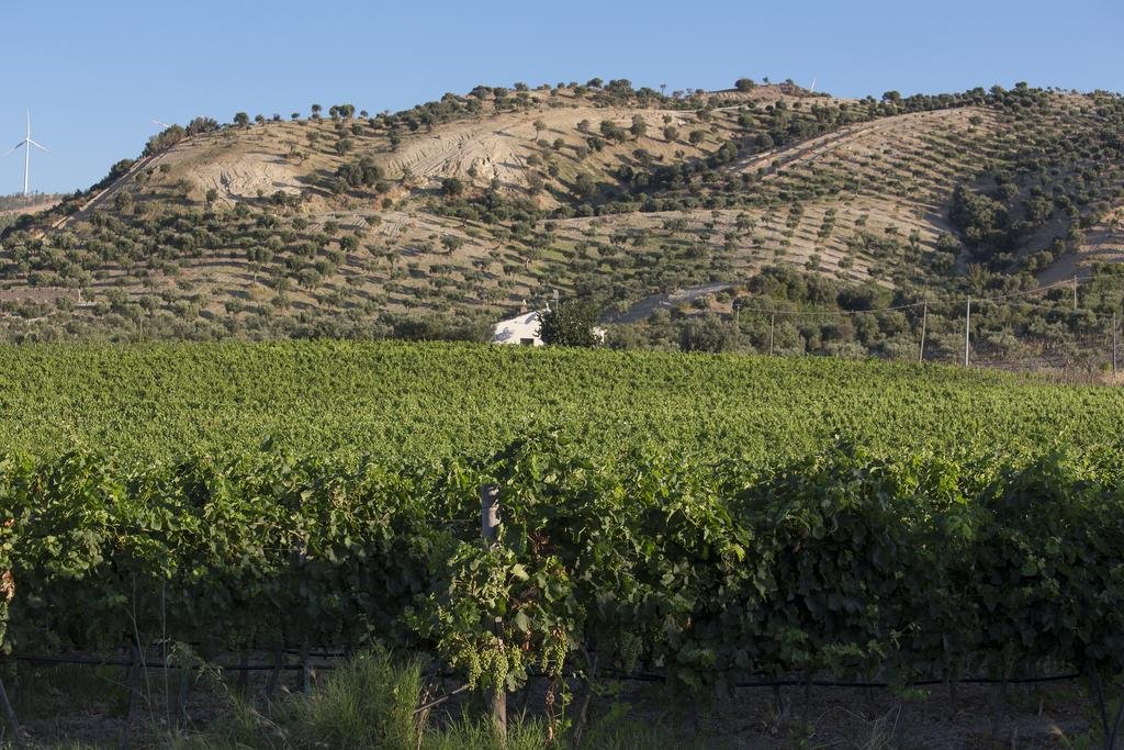 Фото Agriturismo Dattilo