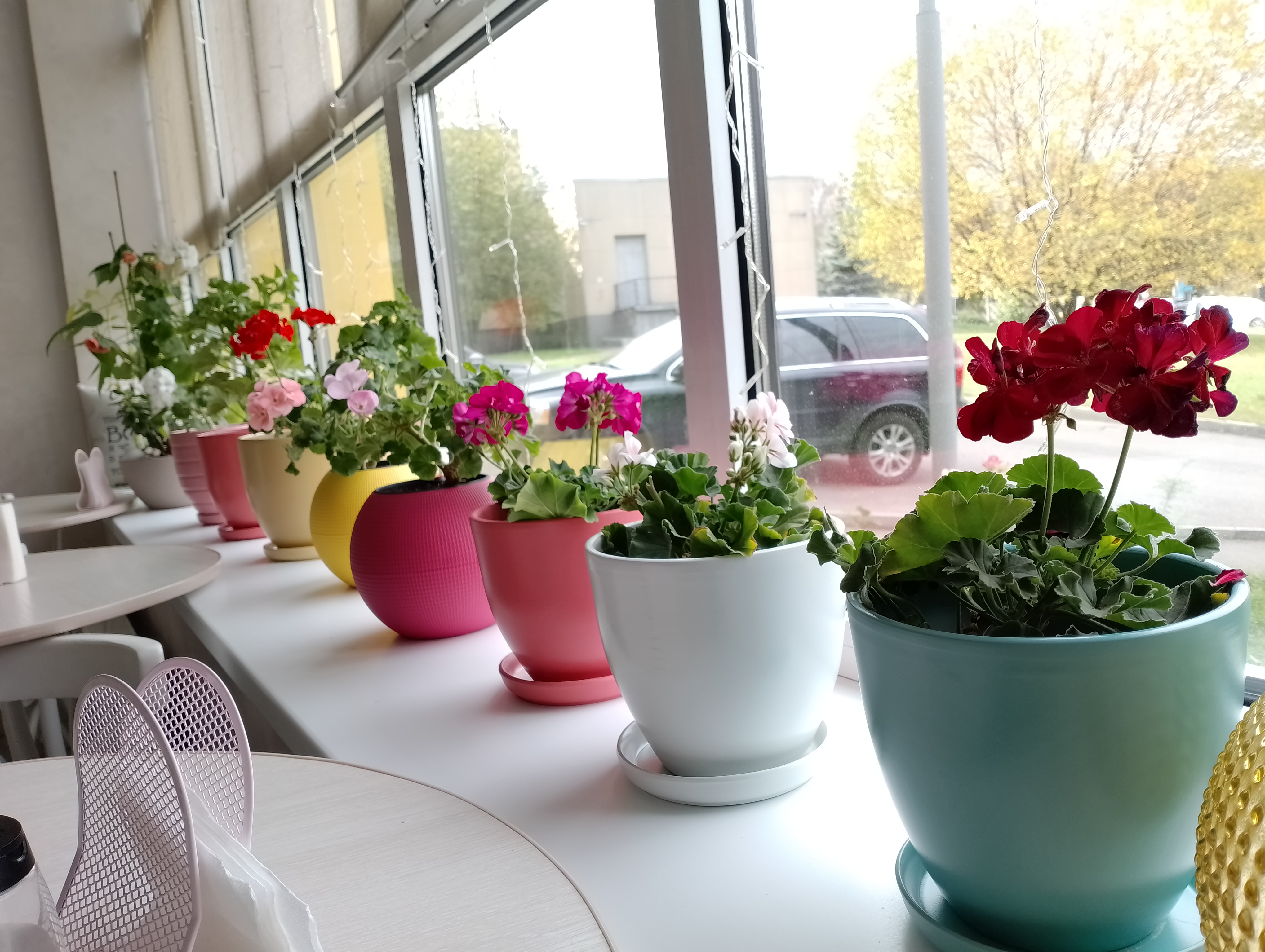 Фото Амарена