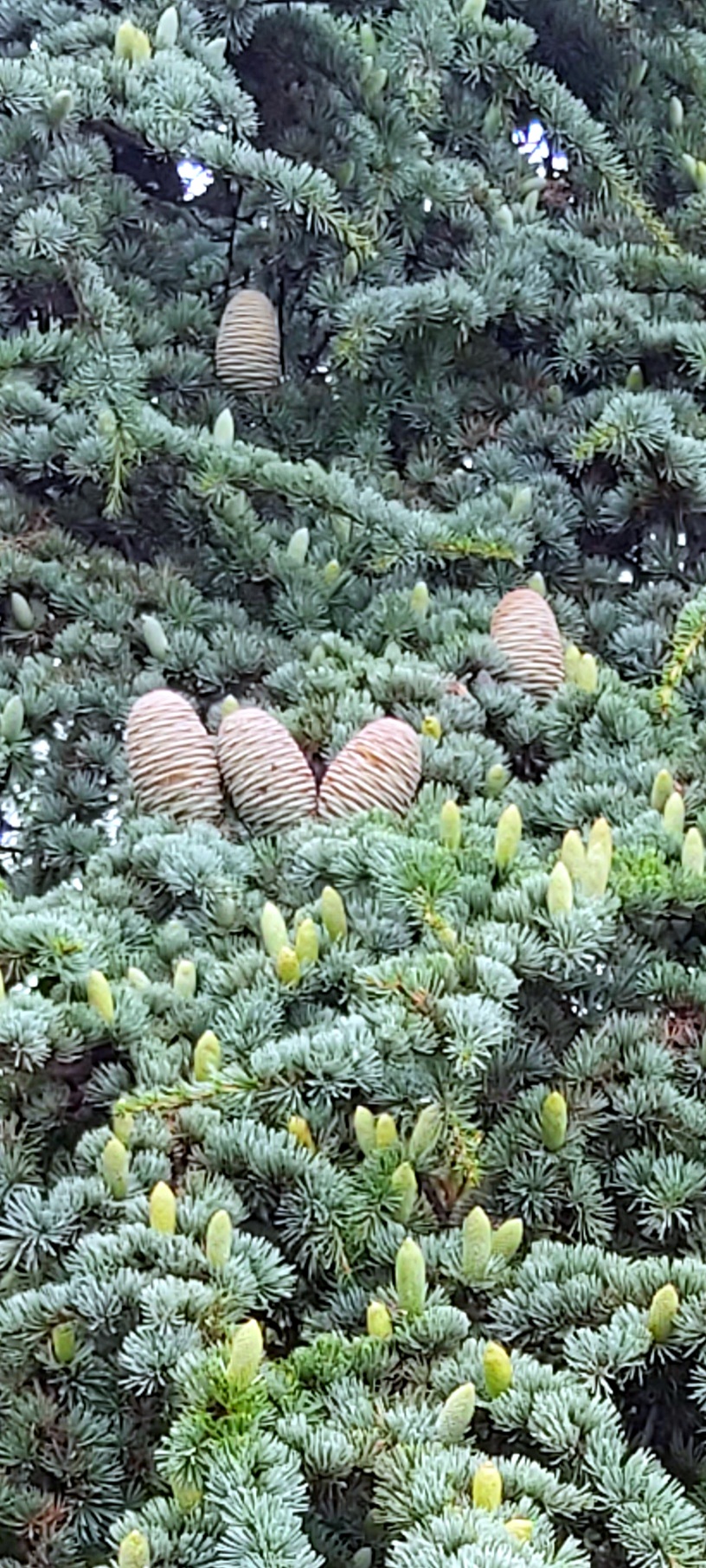 Фото Мисхорский парк