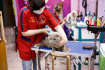 Martin61 (Lenina Avenue, 64), pet salon