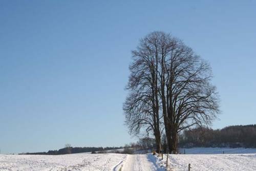 Фото Hotel Bellevue