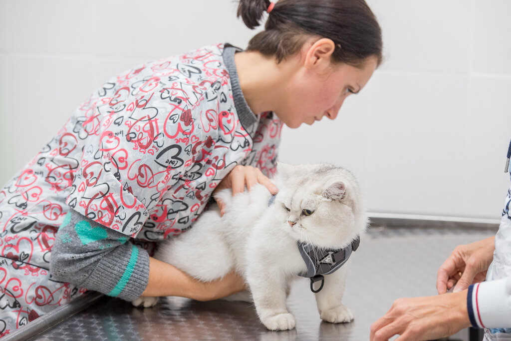 Veterinary clinic Ufimskaya gorodskaya veterinarnaya stantsiya Demsky veterinarny uchastok, Ufa, photo