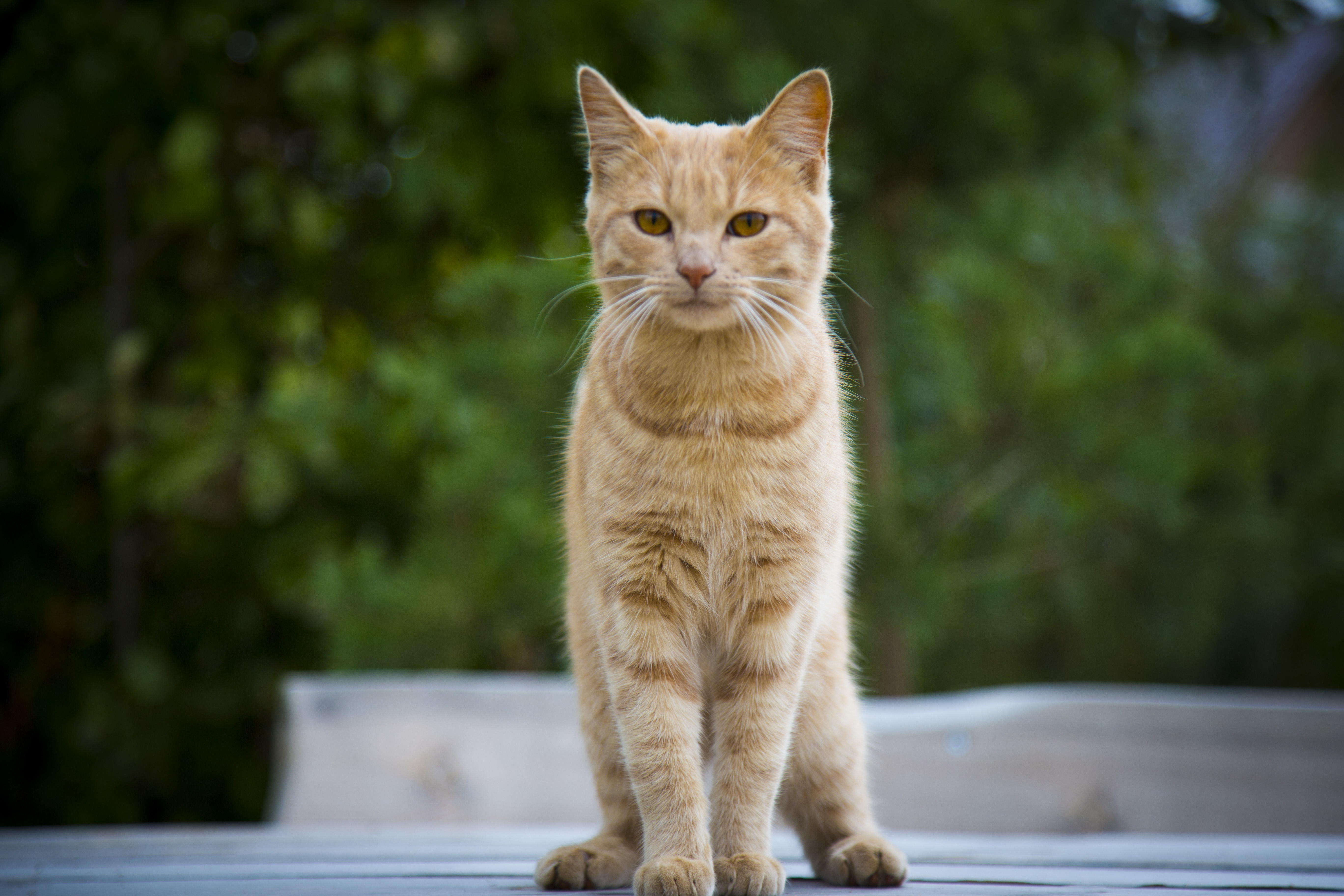 Фото Гостевой двор хутор Надевицы