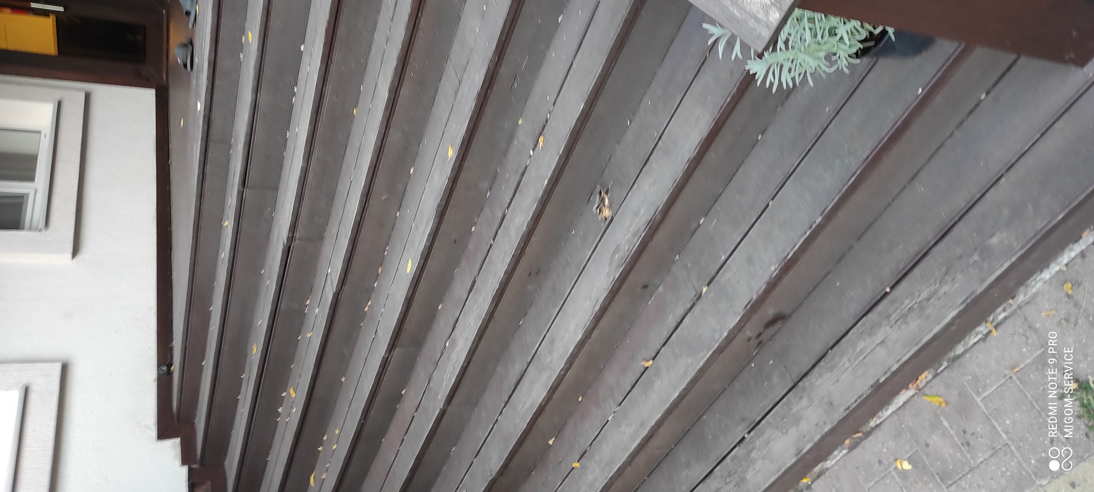 Фото Лесной