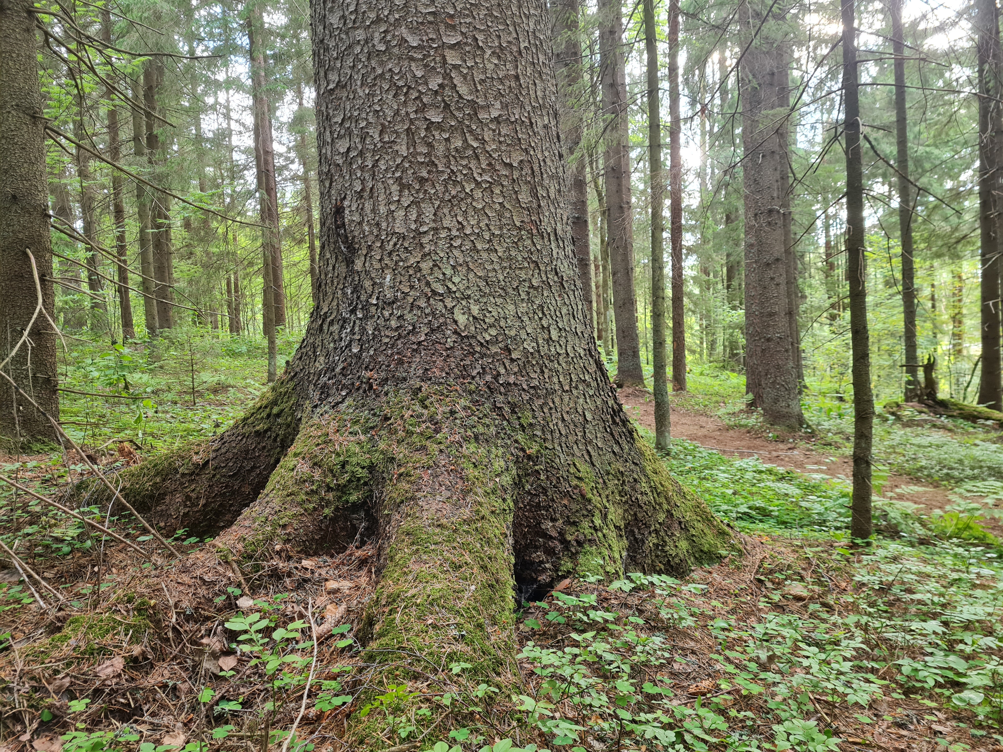 Фото Валдай Пространство мечты