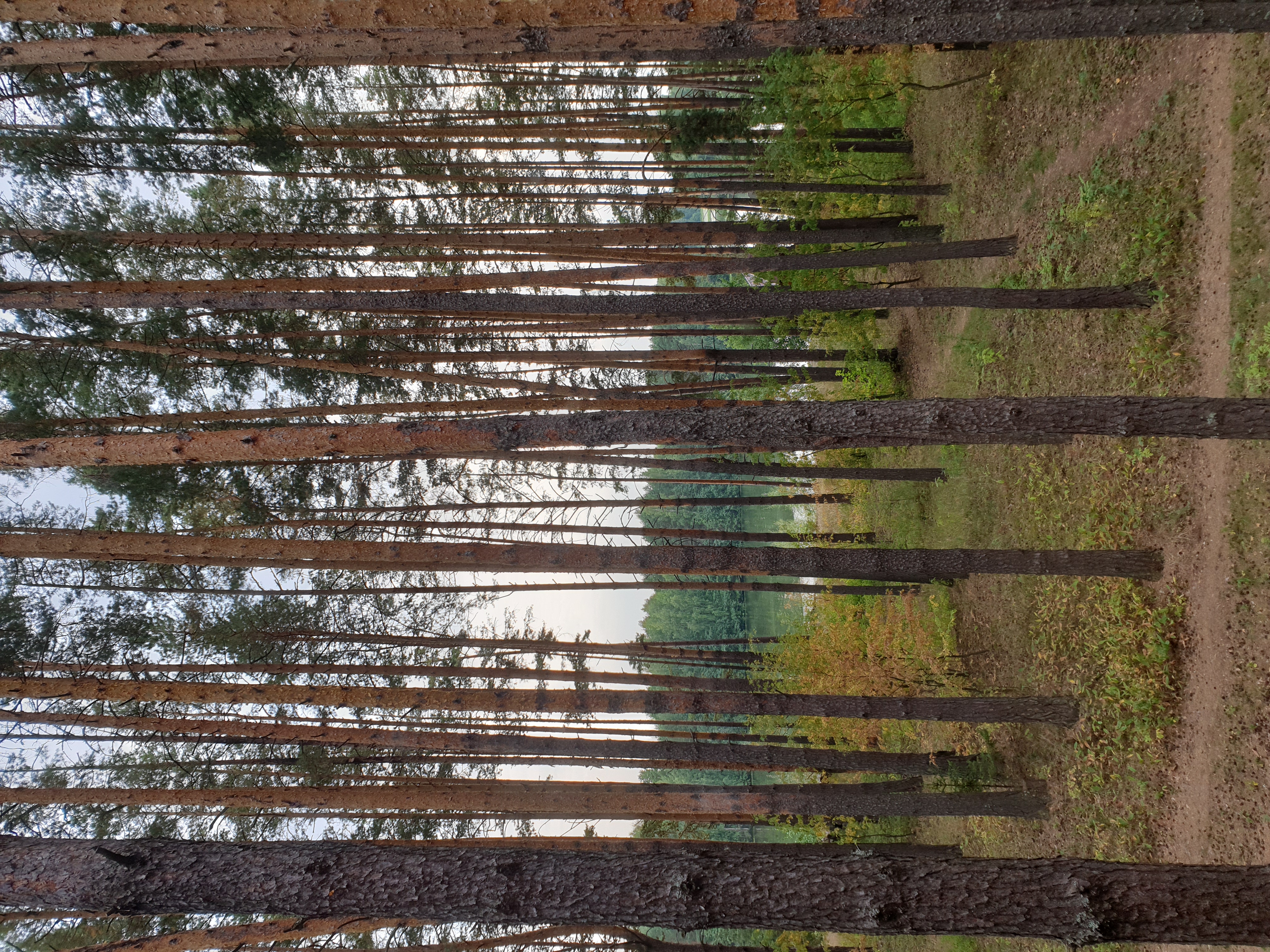 Фото Разнежье