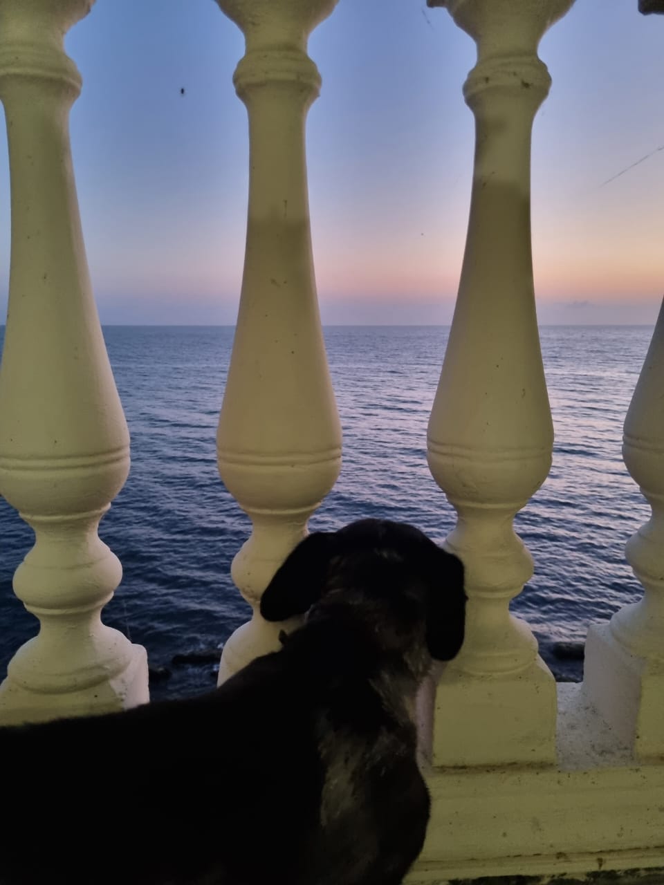 Фото Ариода