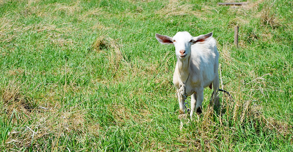 Фото Живое Окунево