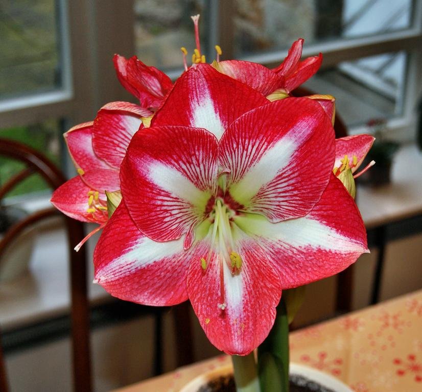 Фото Landhaus Schieder