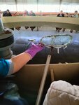Мулинская рыбная ферма (Нижегородская область, Володарский муниципальный округ, деревня Мулино), балық шаруашылығы, балық өсірушілік  Нижегород облысында
