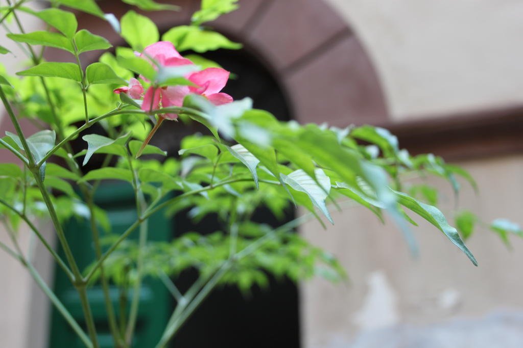 Фото Abaco Bed & Breakfast