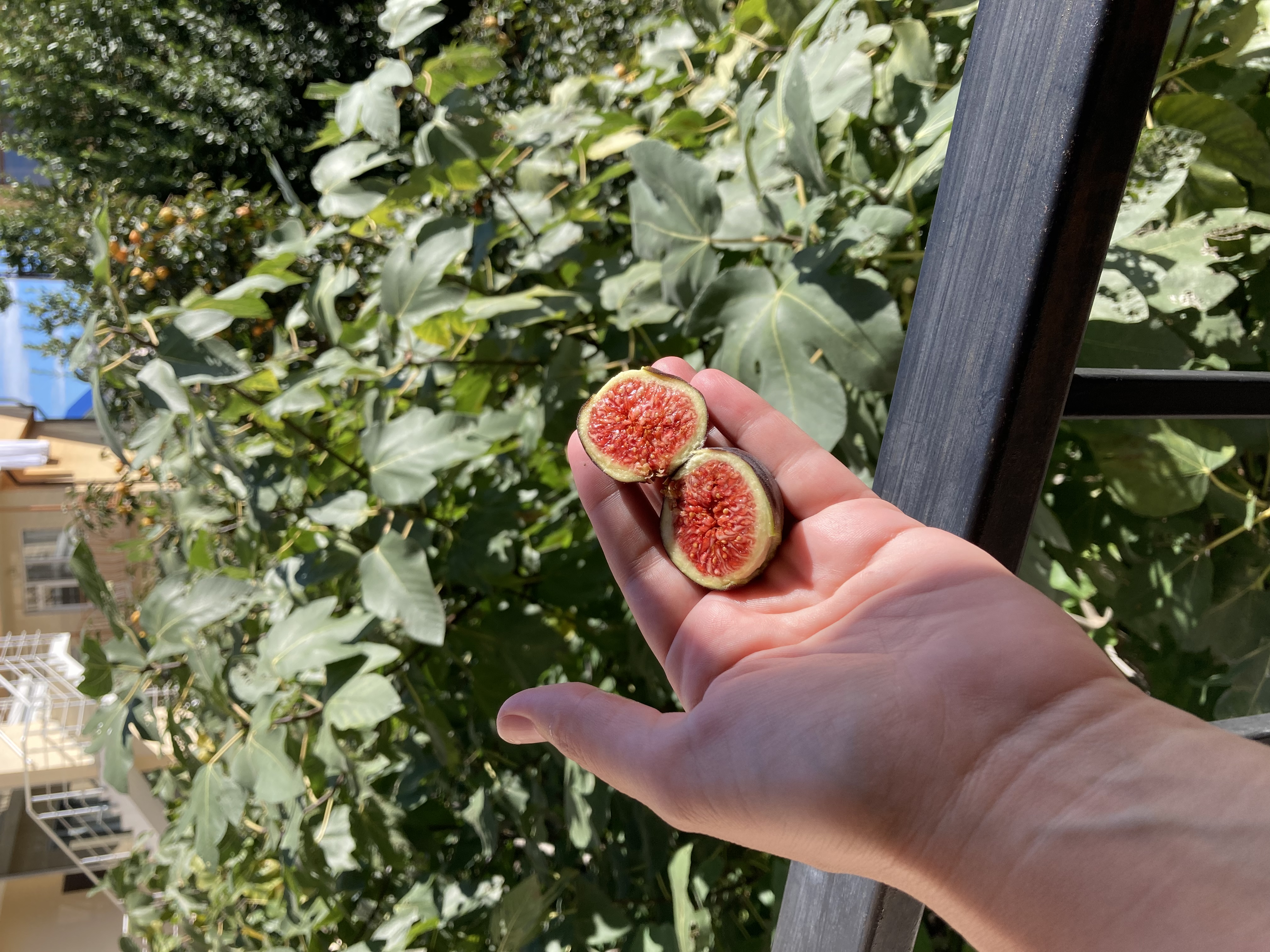 Фото Карузо