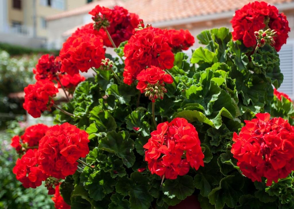 Фото Guest House Raguz