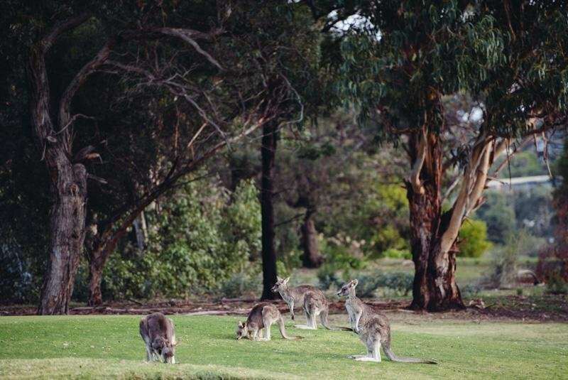 Hotel Torquaytoongahra Bnb, Victoria, photo
