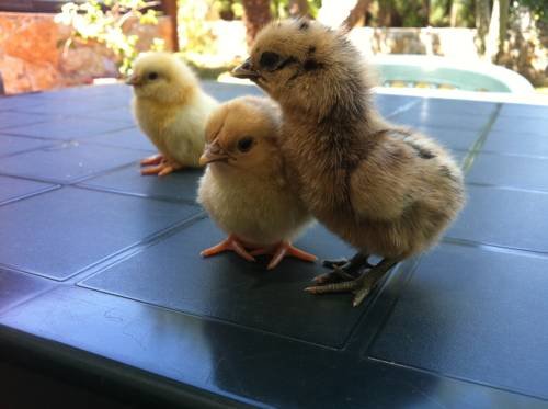 Фото Agriturismo Agave